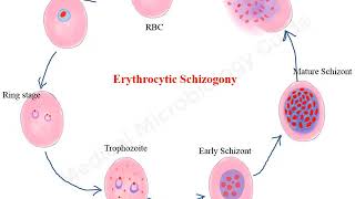 Plasmodium falciparum life cycle animation [upl. by Harvey]