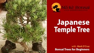 57 How to Care for Japanese Temple Podocarpus Macrophyllus Bonsai Trees For Beginners [upl. by Holds]