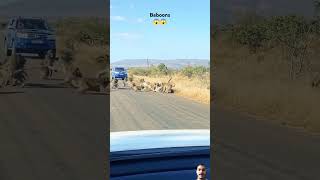 😱😱 lionbaboons krugersightings wildlife krugersafari greaterkruger krugernationalpark like [upl. by Boothman342]