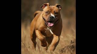 The American Staffordshire Terrier [upl. by Yemiaj679]