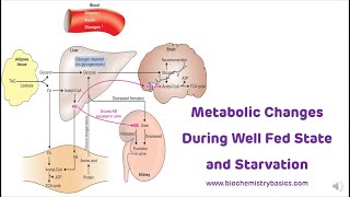 Metabolic Changes During Fed State and Starvation  Metabolism in Starvation [upl. by Boorer]