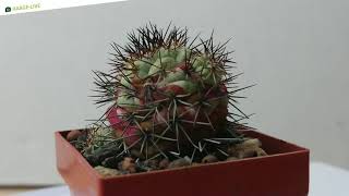 Ortegocactus macdougallii f variegata [upl. by Etnomal131]