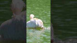 Pink Pelican Swimming in Lake waterfowl pink pelican bird swim cute nature wildlife HA75474 [upl. by Ashlin]