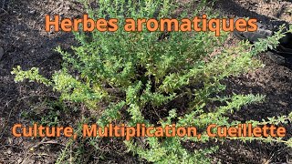 Herbes aromatiques culture multiplication et cueillette [upl. by Geiger]