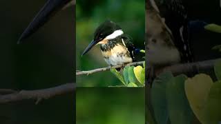 Martimpescadorpequeno faunabrasileira wildlife aves faunaselvatica animals passaros birds [upl. by Callum]