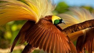 Greater BirdofParadise [upl. by Canfield]