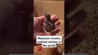 Malaysian serama chickchicken [upl. by Omissam]