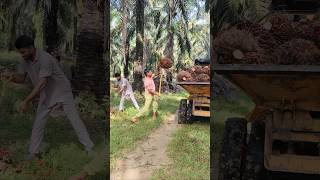 Malaysia plantation palmoil ytshorts loading malaysia viralshort shorts new plantation [upl. by Heinrich693]