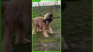 10 Facts About the Briard Dog shorts [upl. by Burroughs479]