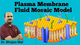 Cell Membrane  Structure and function Fluid Mosaic Model  Class 11 Biology  by Bhojoo Mal [upl. by Anaele423]