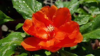 Pereskia Bleo  Orange Flowers Cactus Family [upl. by Attenat]