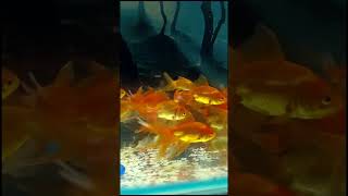 Oranda Goldfish  Goldfish  Fantail Goldfish  Goldfish variety  Oranda fish  goldfish anshi [upl. by Inait]