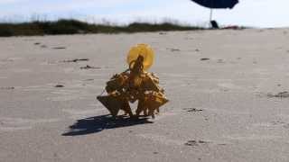 Mini Strandbeests [upl. by Adnoel]