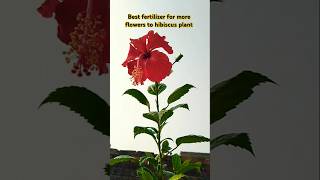 MORR FLOWERS FOR HIBISCUS PLANT CARE TIPS  hibiscus PLANTS shorts [upl. by Ankeny613]