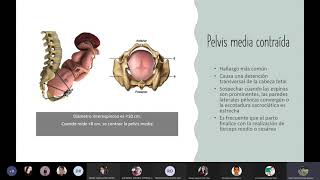 Clase 3 Distocia de pelvis [upl. by Winstonn]