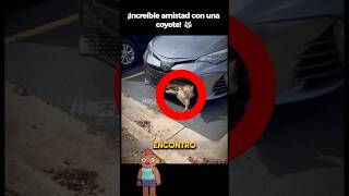 ¡Rescata a una Coyote y Ella Regresa🐺 historiasincreibles coyote rescateanimal [upl. by Arihsak]