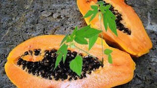 How To Grow Papaya From Seeds  STEP by STEP [upl. by Dayiz]