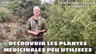 Découvrir les plantes médicinales peu utilisées exemple du filaire [upl. by Zetniuq708]