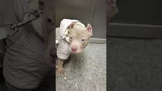 Малыш Сэмик americanbully pitbullife bulldogslove амбулли puppy bullypit pets [upl. by Khano]