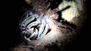 Theraphosa blondi molting Canon 600d [upl. by Ennovehc]