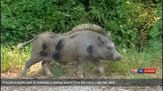 STRANO ESEMPLARE DI CINGHIALE IBRIDO AVVISTATO SUI COLLI  09082021 [upl. by Oniliuqnart132]