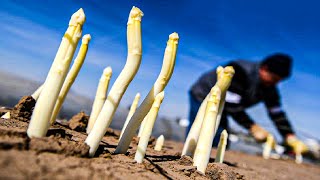 How Farmers Produce Millions of Asparagus and Harvesting  Asparagus Farming Technology [upl. by Eek]