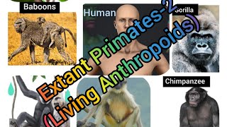 Extant Primates  2Living Anthropoids AnthropologyInsightsforUPSCNET [upl. by Merriman]