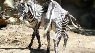 Zebra Zoo [upl. by Hart]