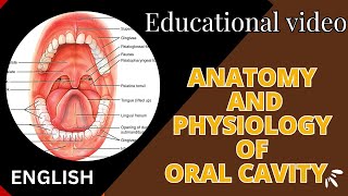 structure and functions of oral cavity  anatomy and physiology of oral cavity in Hindi [upl. by Fulton211]