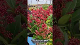 Skimmia Japonica  Liliac Japonez [upl. by Laurita]