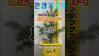 은청가문비 30cm 만원 크리스마스트리 은청가문비나무 재배부터 장식까지 은청가문비나무크리스마스 정원 겨울 나무 고급 정원수 재배법 [upl. by Attiuqihc]