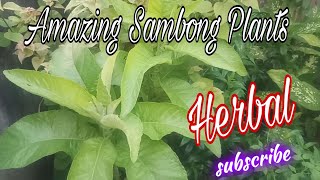 Sambong leaves Benefits [upl. by Zildjian]