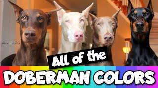 All the Doberman Colors That Exist [upl. by Korey]