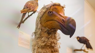 The Reason The Dodo Birds Went Extinct Is Tragic [upl. by Anomer]