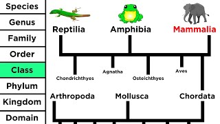 Phylogeny and the Tree of Life [upl. by Betthel]