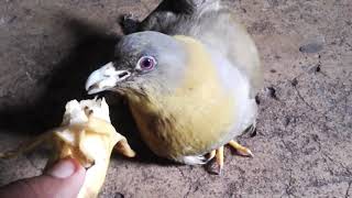 Feeding yellowfooted green pigeon Treron phoenicopterus [upl. by Nollahp148]