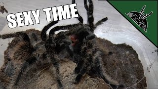 First tarantula mating [upl. by Delia]