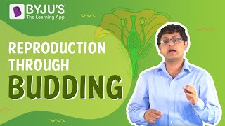 Reproduction through Budding  Learn with BYJUS [upl. by Fachan840]