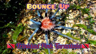 Bounce Up Trinidad Pink Tarantula Holothele longipes [upl. by Kuska]