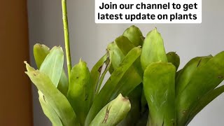 how to grow bromeliad plant in Chennai [upl. by Ingalls]