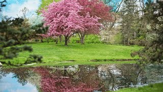 Hymne du Printemps Chant pour Choeur et Violoncelles lygeros music MusicofNikosLygeros [upl. by Oibesue801]