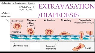 L36 Extravasation Diapedesis Understanding the Molecular Mechanisms Part 1 [upl. by Woehick]