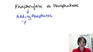 Phosphorylase vs Phosphatase [upl. by Noislla605]