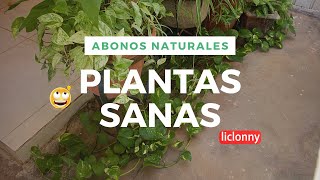 Cómo lograr PLANTAS SANAS con ABONOS NATURALES 4 FORMAS PARA CUIDAR nuestras plantas liclonny [upl. by Llieno]