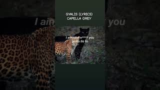 Gyalis  Capella Grey Lyrics lyrics song shorts shortsfeed capella capellagrey music [upl. by Wojcik]