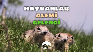 HAYVANLAR ALEMİ  GELENGİ [upl. by Oahc935]