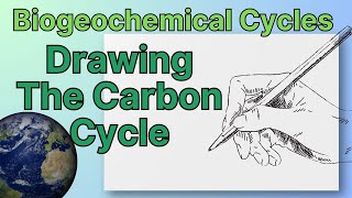 Biogeochemical Cycles Drawing The Carbon Cycle [upl. by Yde]