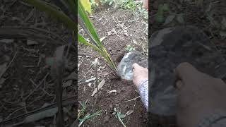 Eliminacion de plaga del coco escarabajo o picudo [upl. by Francis614]