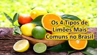 Os 4 Tipos de Limões Mais Comuns no Brasil [upl. by Ailices]