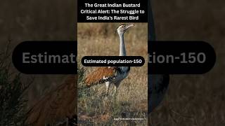 The Great Indian Bustard The Struggle to Save Indias Rarest Bird ytshorts shorts [upl. by Auqenahc]